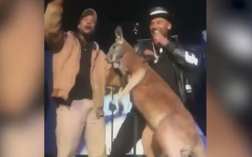 Video: Ca sĩ nhạc Rap bị kangaroo "đấm" thẳng mặt trước nghìn khán giả