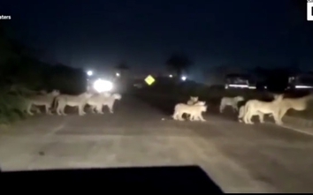 Video: Đàn sư tử "dắt" nhau sang đường, cả tuyến cao tốc ùn tắc