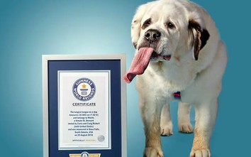 Choáng với chú chó lưỡi dài nhất thế giới vừa vào sách Guinness