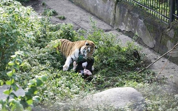 Nga: Hổ dữ xổng chuồng cắn xé nữ nhân viên vườn thú