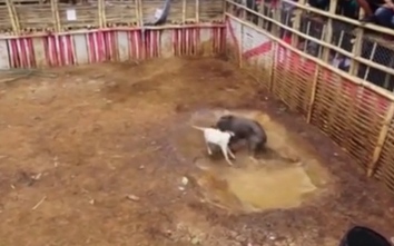 Video: Sốc cảnh đấu trường chó pitbull tử chiến lợn rừng đẫm máu