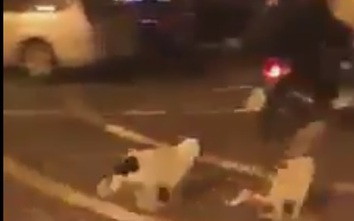 Video: Cố tình vào đường cấm, xe máy bị hai chú chó đuổi cắn