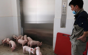 Video: Choáng với tòa chung cư chỉ dùng để... chăn nuôi lợn