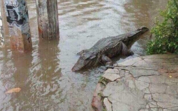 Thực hư cá sấu bò lổm ngổm trong mưa ngập ở Đà Nẵng