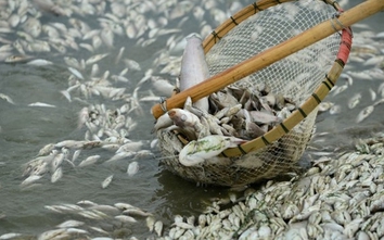 Cá chết ở 4 tỉnh miền Trung gây thiệt hại 260 tỷ đồng