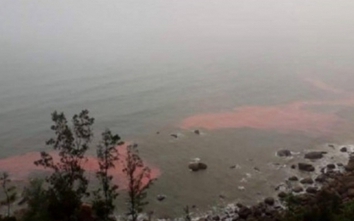 Tảo không độc tố gây vệt nước đỏ tại vùng biển Chân Mây-Lăng Cô