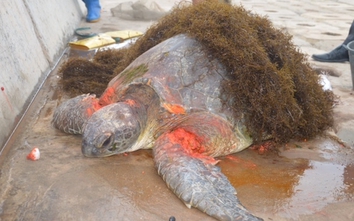 Phát hiện rùa biển "khủng" nặng 70kg trôi dạt vào bờ