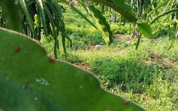 Hoa Ưu Đàm “3.000” năm nở trong vườn thanh long ở Bình Thuận