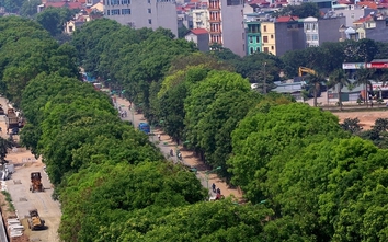 Di dời, chặt hạ 1.300 cây xanh: Sở Xây dựng Hà Nội nói gì?