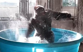 Video: Khỉ đột nhảy múa trong bồn tắm khiến người xem thích thú