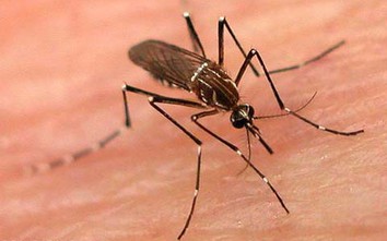 Gần 59 nghìn ca sốt xuất huyết, virus Zika tái bùng phát