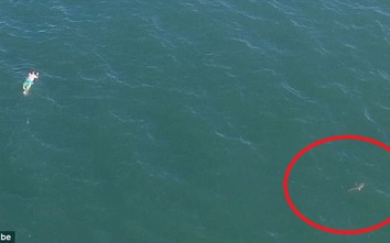 Video: Nhảy xuống biển trốn cảnh sát lại gặp ngay cá mập