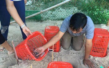 Ấp nở thành công 66 cá thể rùa biển ở đảo Cù Lao Chàm