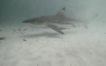 Video: Hốt hoảng phát hiện cá mập bơi ngay dưới chỗ ngủ