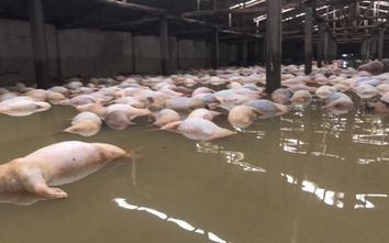 Hơn 6.000 con lợn chết nổi trắng ở Thanh Hóa xử lý thế nào?