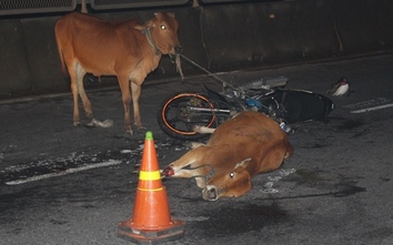 Gio Linh: Trâu bò thả rông thành “hung thần” trên đường