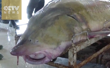 Ngư dân bắt được cá tầm Kaluga 100 tuổi, nặng hơn nửa tấn