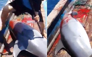 Video: Phẫn nộ cảnh ngư dân phóng lao giết cá heo dã man