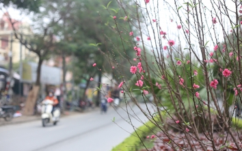 Hoa đào bung nở, khoe sắc trên phố Hà Nội