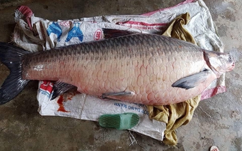 Video bắt được cá trắm khủng 61kg ở hồ Thác Bà