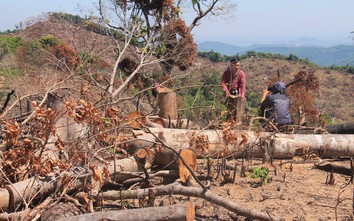 Vụ phá rừng ở Bình Định: Một người chăn trâu tự nhận chủ mưu