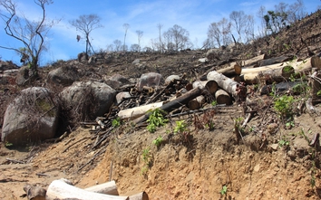 Bình Định: Mới mất 60,9ha rừng tự nhiên lại thêm 20ha rừng bị phá
