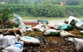 Phú Thọ: Xác động vật thối rữa vứt tràn lan ven đường