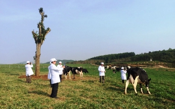 Việt Nam có trang trại bò sữa Organic đầu tiên
