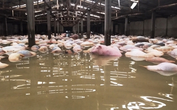 Lợn chết ngập trong lũ ở Thanh Hóa lên đến 6.000 con
