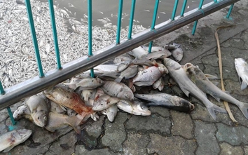 Hà Nội cảnh báo người dân không vớt, ăn cá tại hồ Tây