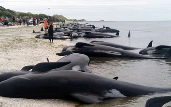 Hàng trăm chú cá voi "hấp hối" bên bờ biển New Zealand