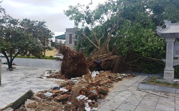 Hình ảnh cây cối ngã nghiêng ở TP.Thanh Hóa sau đêm bão