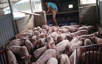 Giá lợn ngừng tăng vọt, hộ chăn nuôi đừng "mộng mơ"