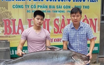 Hành trình đưa “cá khủng” từ sông Mekong về Hà Nội