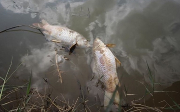 Xét nghiệm mẫu nước, tìm nguyên nhân cá chết trên sông Bàn Thạch