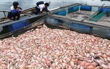 Cá chết trắng sông Cổ Cò: Dân nghi cống xả thải gây ô nhiễm