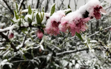 Tuyết rơi dày ở Sa Pa, các tuyến giao thông có bị ảnh hưởng?