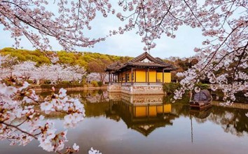 Ngắm hoa anh đào ở nơi được ví như “tiểu Kyoto” đẹp nhất tại Trung Quốc