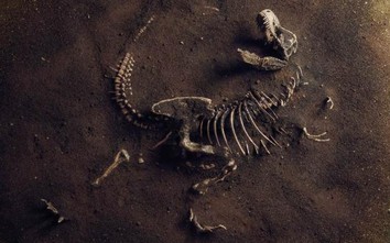 Hoá thạch khủng long khổng lồ cách đây 180 triệu năm được phát hiện ở Trung Quốc