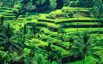 Cảnh quan vùng nông thôn này đẹp nhất Bali, được UNESCO công nhận di sản TG