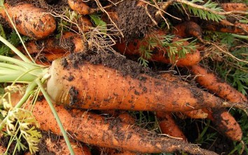 Nên mua cà rốt sạch hay còn dính bùn, có sự khác biệt lớn giữa 2 loại