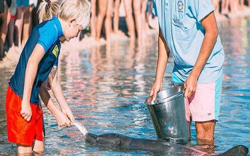 Vùng biển kì lạ ở Úc, cá heo bơi vào bờ chơi với du khách mỗi ngày