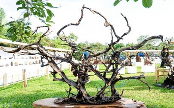 Chiêm ngưỡng những cây bonsai “siêu độc” có giá tiền tỷ