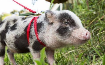 Những lý do khiến nhiều người muốn nuôi lợn làm thú cưng trong nhà