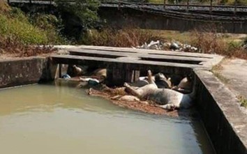 Khánh Hòa: Heo chết thả trôi đầy dòng kênh, nguy cơ ô nhiễm