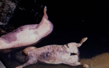 Tiêu hủy hai con lợn nổi lềnh bềnh dưới chân cầu ở Huế