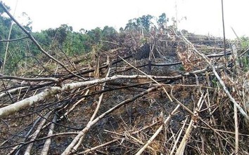 Nghệ An: Phó chủ tịch UBND xã chặt phá hơn 2,4 ha rừng