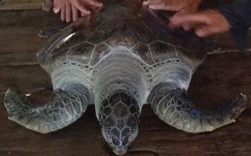 Thả cá thể rùa biển “khủng” về môi trường tự nhiên