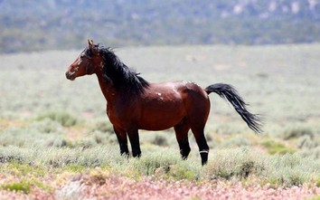 Mỹ hỗ trợ 1.000 USD cho người nhận nuôi ngựa hoang