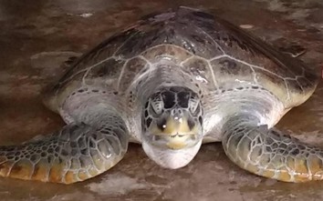 Ngư dân Cà Mau liên tiếp bắt được rùa biển quý hiếm